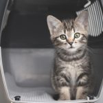 cat in a carrier