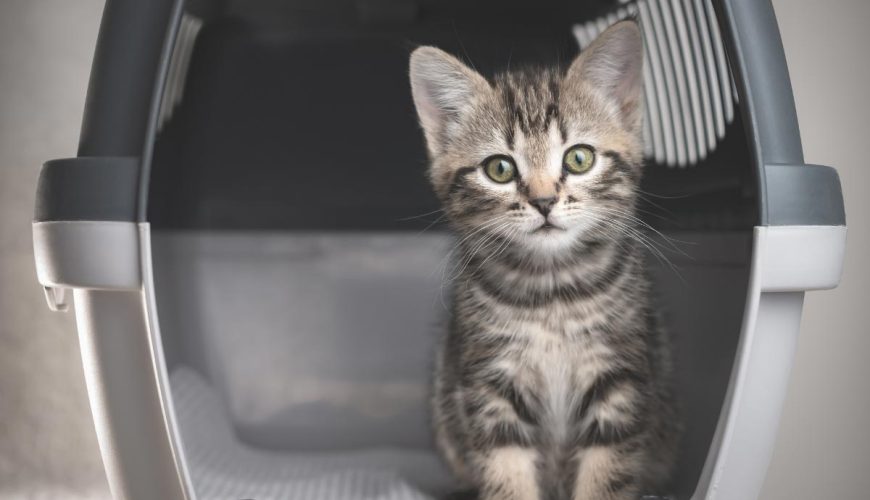 cat in a carrier