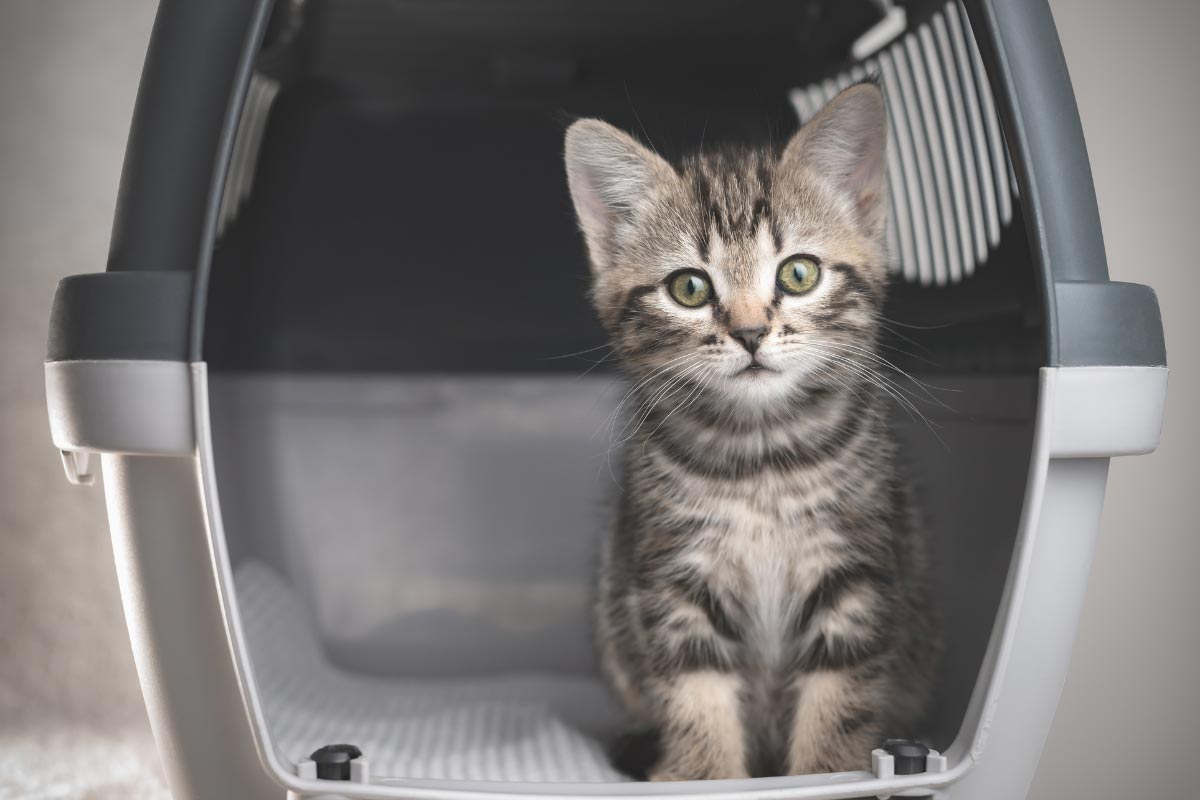 cat in a carrier