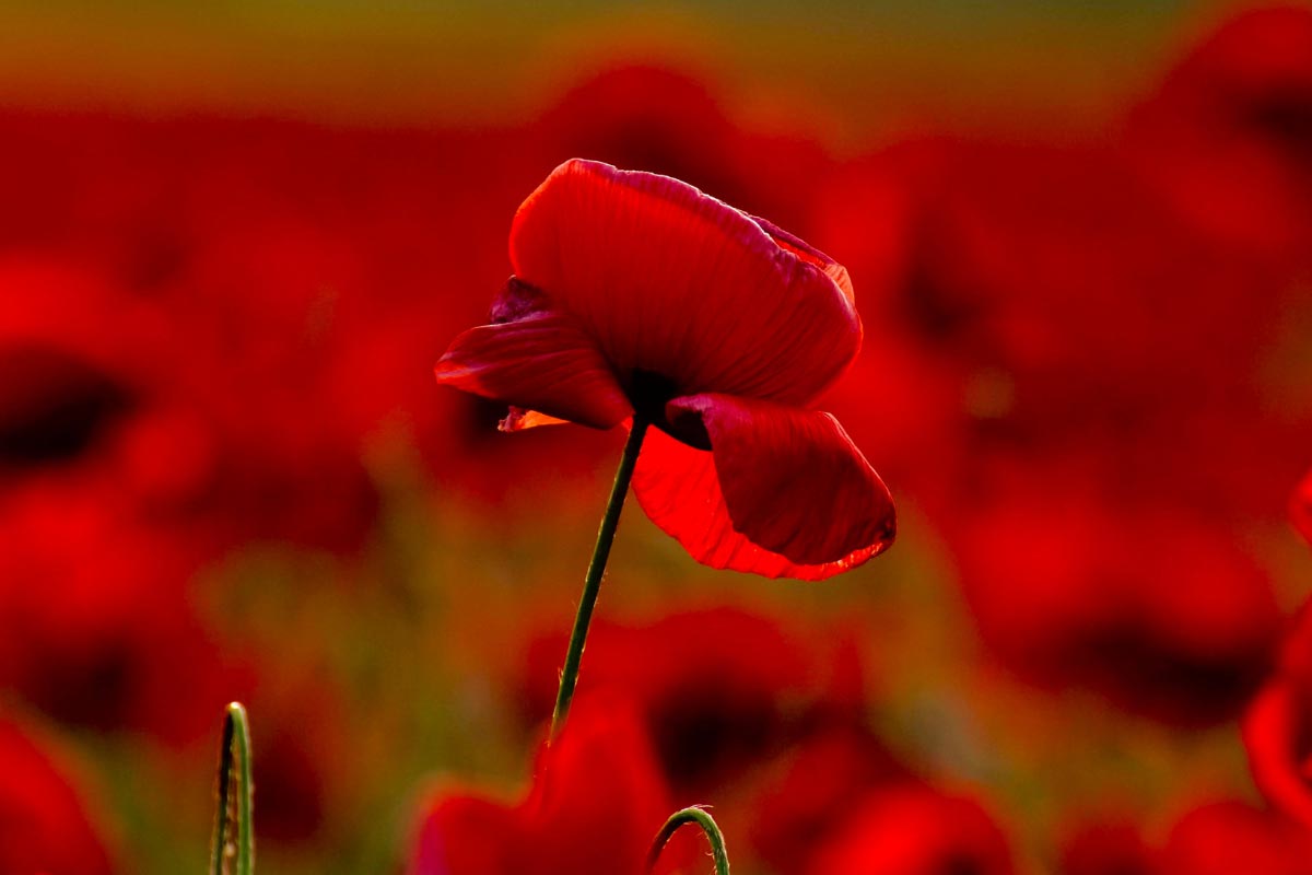 macedonia poppy