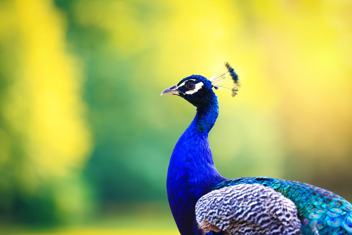 Mountain Vodno mini zoo peacock