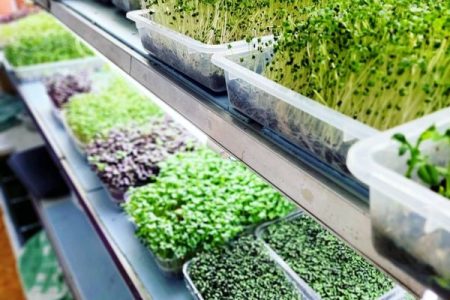 “Grow Your Own Superfood: A Hands-On Microgreens Workshop with Sanja”