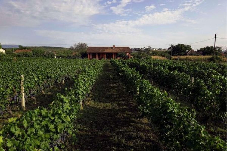 A Taste of Elegance: Experience the Finest Wines on a Jostela Winery Wine Tour