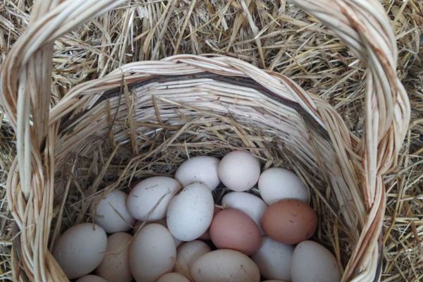 Guesthouse Pirustia Nedanoski