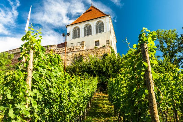 Vineyard Ptuj Slovenia