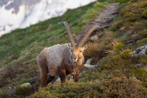 Alpine Ibex in Chamonix Mountains