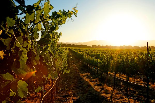 Macedonian Vineyards