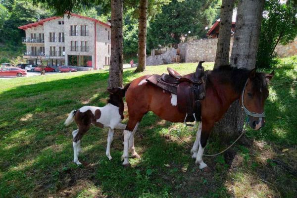 Hotel Korab Trnica (Mavrovo National Park)