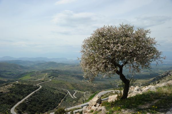 Peloponnesian Landscape