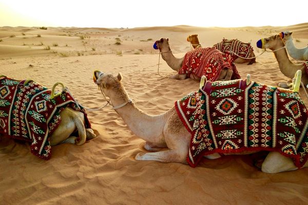 Desert Camel Adventure