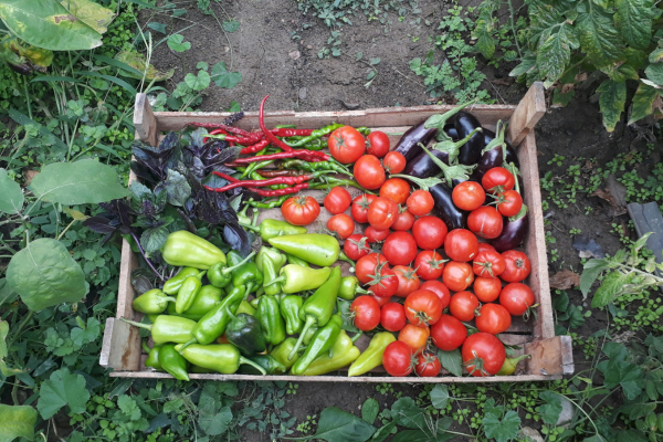 Sermeninski Chardak (Sermenin Village, N.Macedonia)