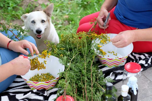 Ponikva (N. Macedonia)