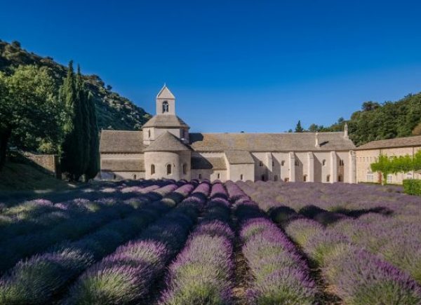 Lavender Fields at Sénanque Abbey in Gordes
