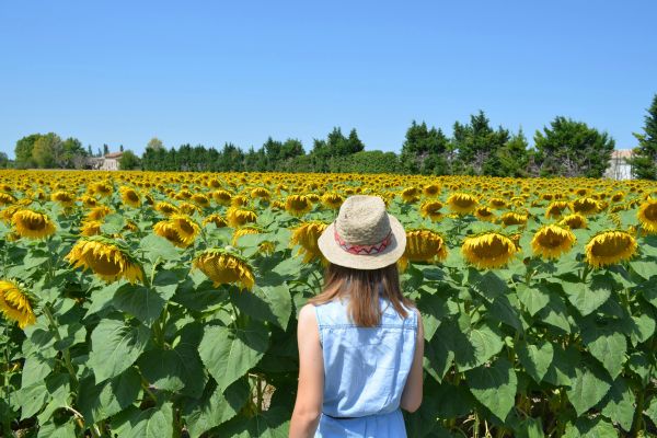 Sunflower Fields, L'Isle-sur-la-Sorgue